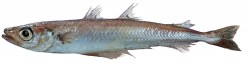 Blue Whiting (Micromesistius poutassou)