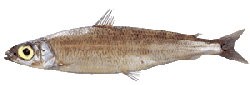 Greater Silver Smelt ( Argentina silus)