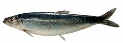 Herring