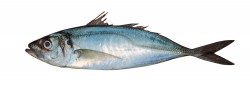 Horse Mackerel