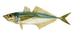 Pacific jack mackerel (Trachurus murphyi)