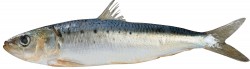 Sardine (Sardina pilchardus)