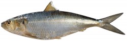 Sardinella (Sardinella aurita)